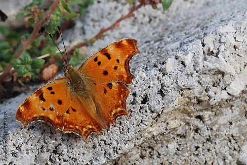 Southern comma butterfly Polygonia Egea sitting on piece of concrete near coastline of Croatian bay, Adriatic photo