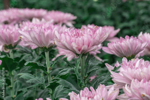 Pink Chrysanthemum in the garden are beautiful.