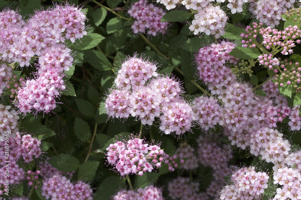 Fototapeta premium Widok makro dość małych różowych pąków i kwiatów wyłaniających się na zwartym krzewie spirea (spiraea)