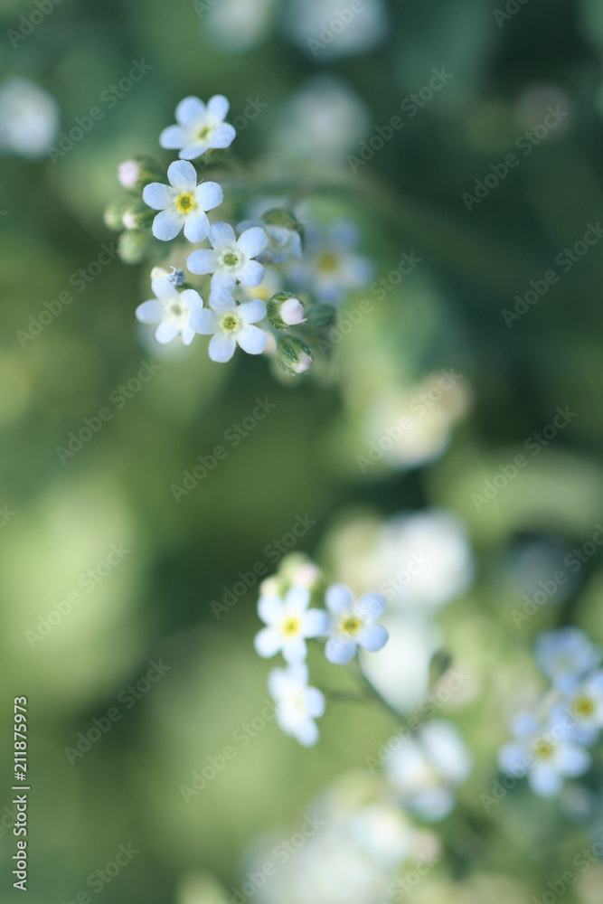 little blue flowers little blue flowers