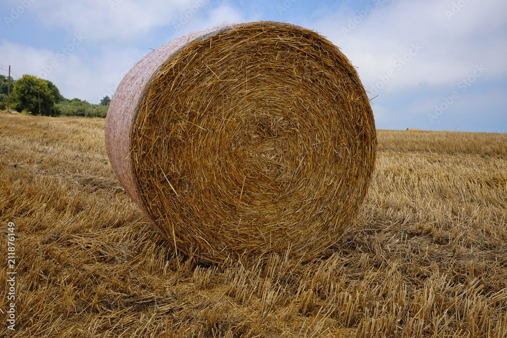 field with round bales