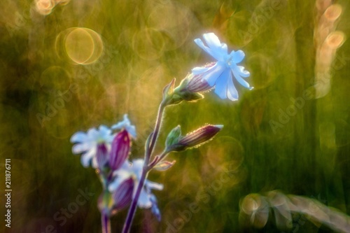 delikatne kwiatki na łące © Henryk Niestrój