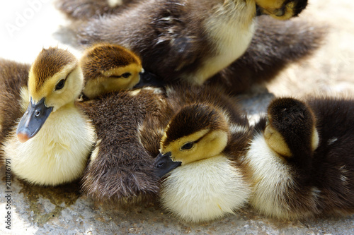 Group of cute little ducklings having a rest on lake coast © Vsl