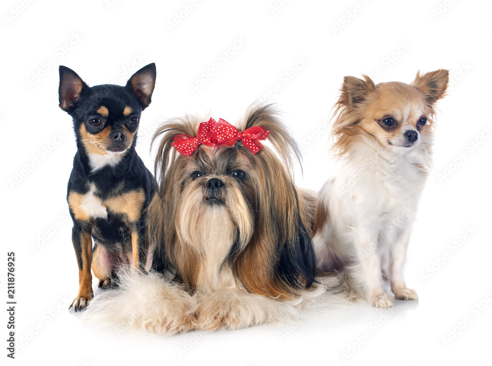 Shih Tzu and chihuahuas Shih Tzu and chihuahuas