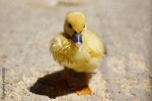 Cute little duckling standing in a lake coast