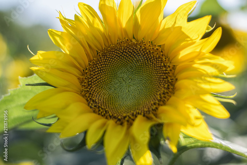 Sunflower in garden