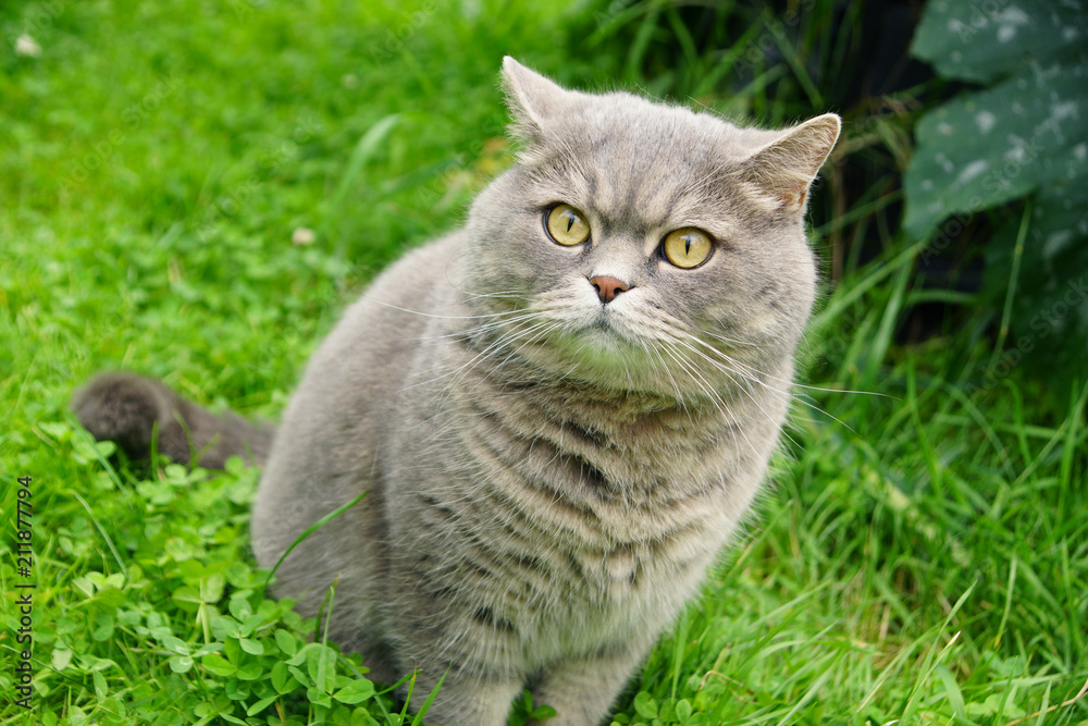 Gray cat of British breed sitting on the lawn in the garden in summer
