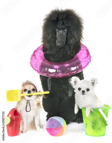 Canvas Print black standard poodle and chihuahuas