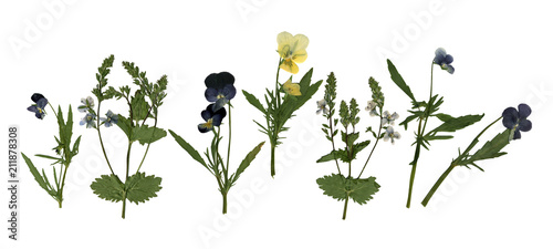 Pressed Dried Herbarium of Pansies and Other Flowers Isolated on White Background