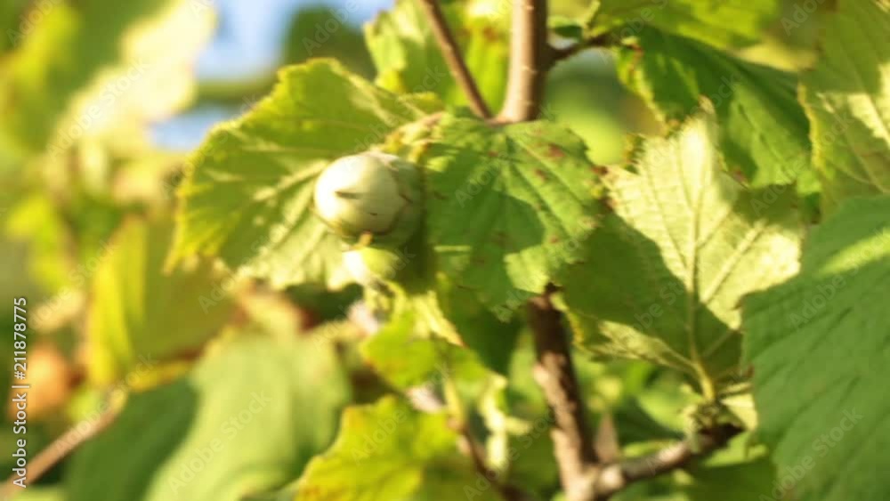 Hazelnut grows on a tree. Young green hazelnuts. Hazelnut grows on a tree. Young green hazelnuts.