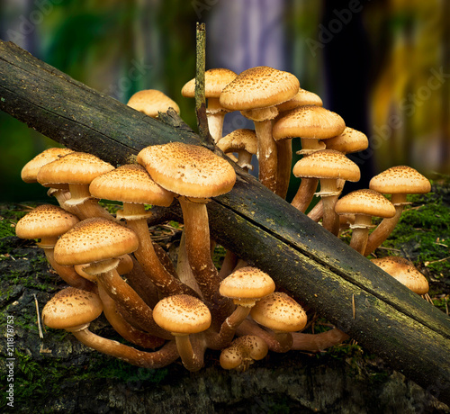 Forest mushrooms in the grass. Gathering mushrooms. Mushroom photo, forest photo, armillaria ostoyae