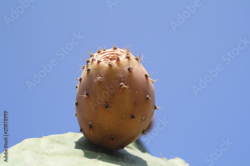 Frutti di fico d'India photo