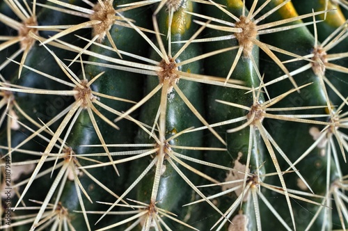 Cactus photo