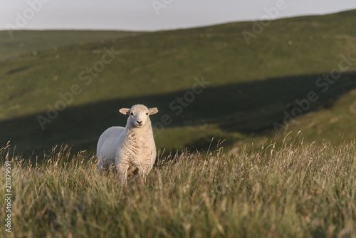 A single lamb  looking directly at the camera  in the natural landscape of mid Wales  UK