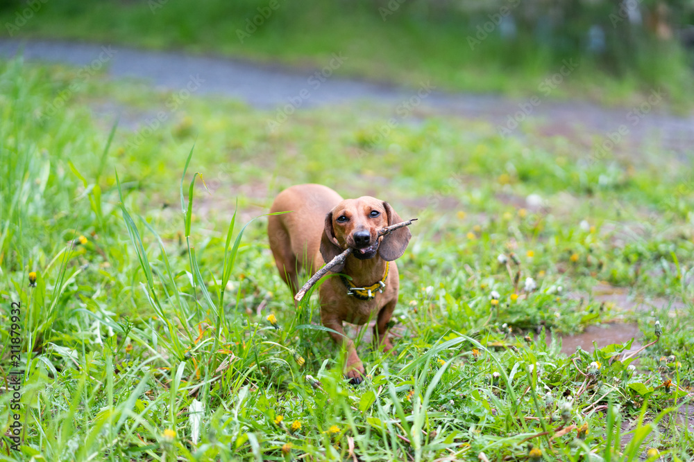 dachshund runs along the green grass dachshund runs along the green grass