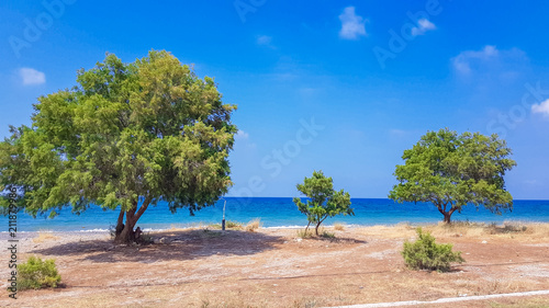 idyllic tree with ocean horizon