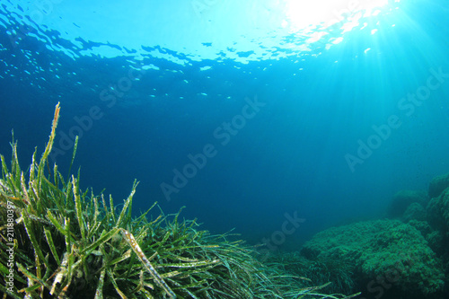 Green Sea Grass blue ocean water