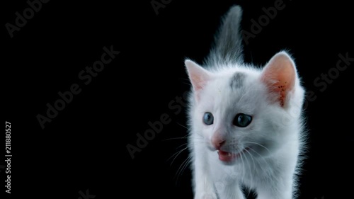 Beautiful white cat meows, looking around, walks to close-up view, isolated on black background photo