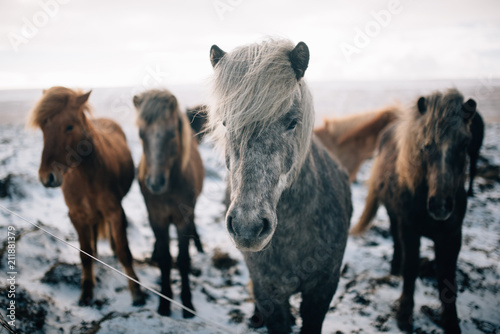 A herd of free-roaming Icelandic horses in the wintertime © Станислав Иванов