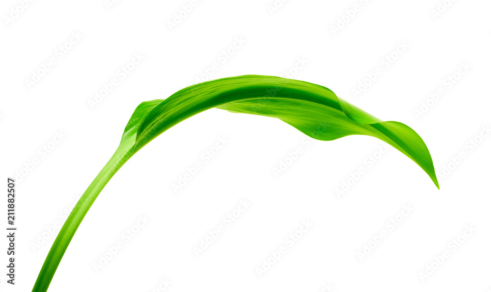 green leaf green leaf