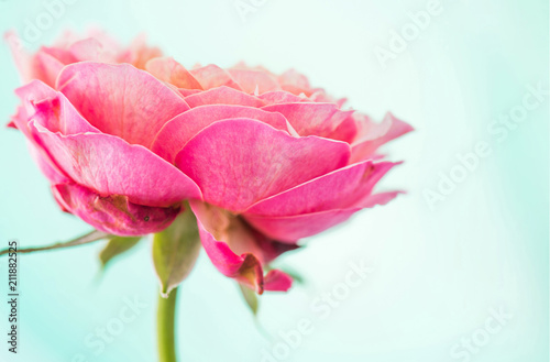 Fototapeta Naklejka Na Ścianę i Meble -  pastel rose background