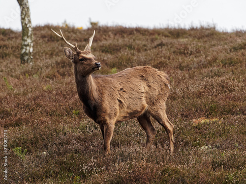 Single Sika Deer Looking Around