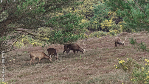 Group of Sika Deer Grazing