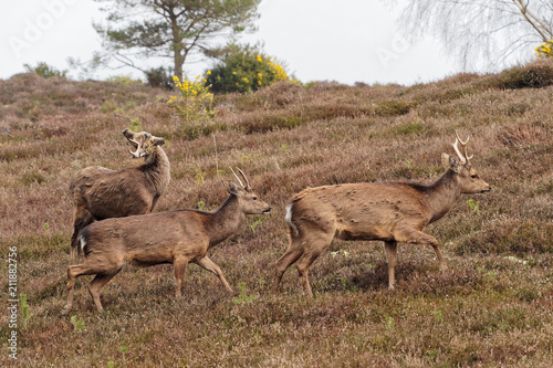 Group of Sika Deer Walking
