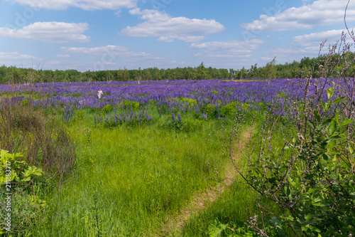 The path leading to the forest through a field with purple wildflowers