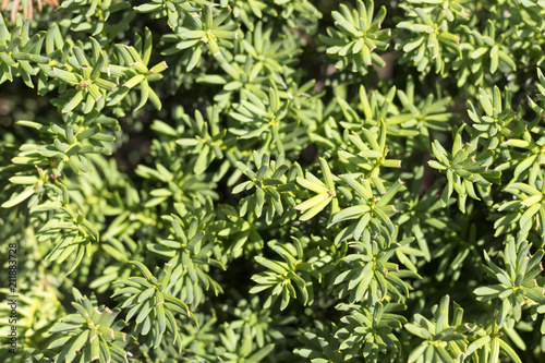 green plants close-up, texture, background © TATIANA
