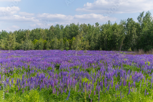 A beautiful glade dotted with light purple lupine flowers growing on the green grass against the background of trees.