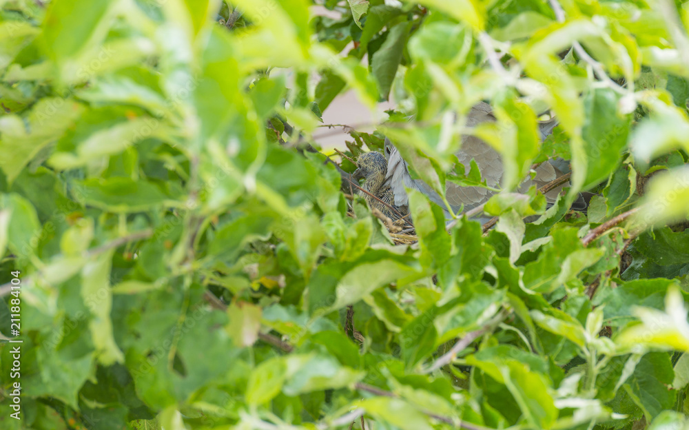 Pigeon chick in a nest in an apple tree in sunlight in summer