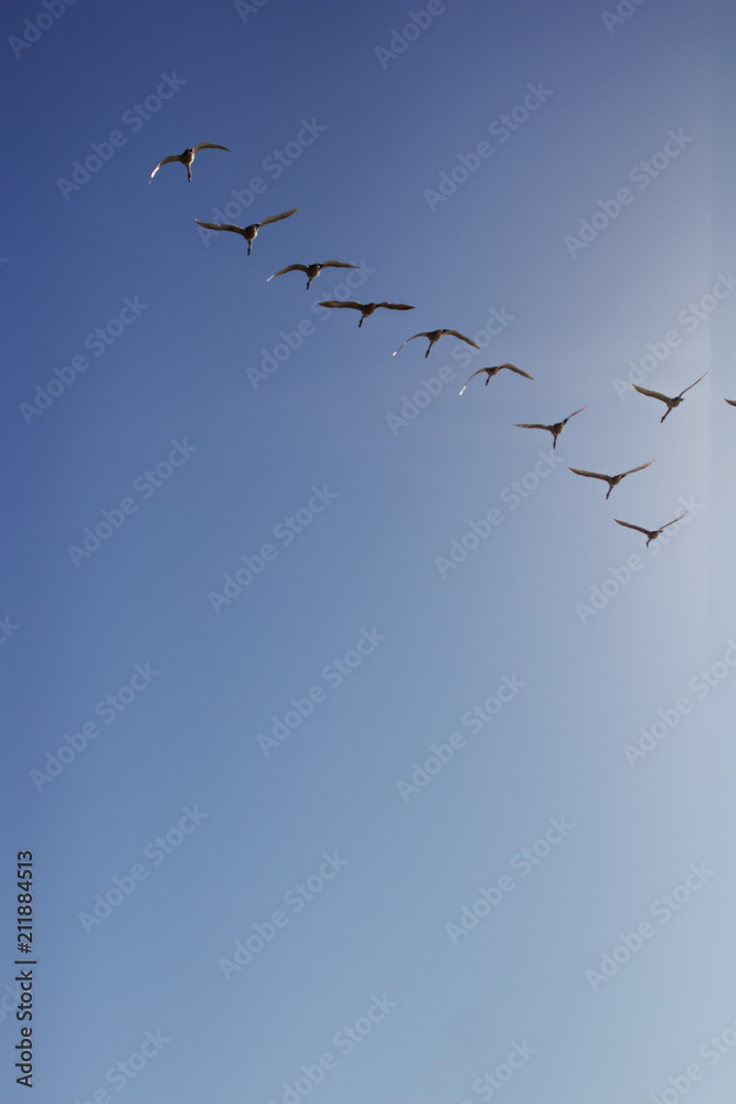 Tundra Swans in Flight