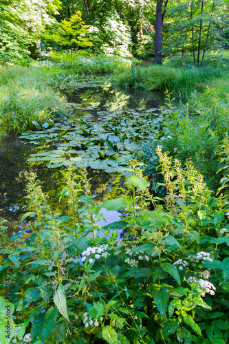 The river in the thick forest is covered with lilies and other green plants on the shore of which grows nettle. Wild nature is untouched by man
