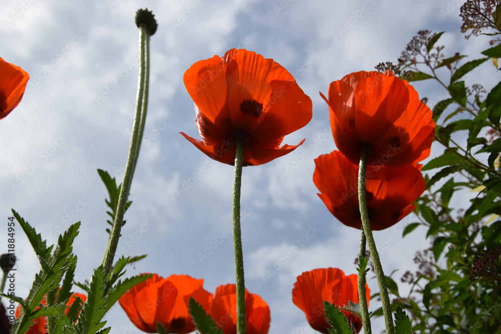 Obraz premium Mohnblume