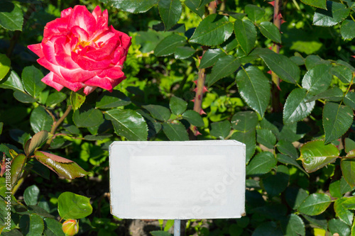 bush garden of a bright pink rose with a bud opening