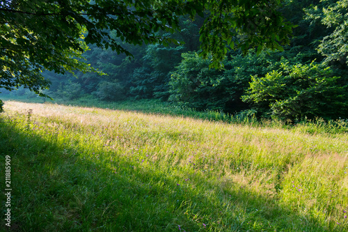 Bright sunbeams illuminate the meadow. Branches of trees above the head. Ideal place for a picnic