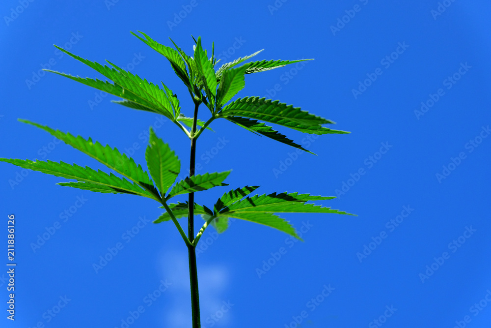 A hemp branch against the blue sky. Green top of cannabis close-up. A hemp branch against the blue sky. Green top of cannabis close-up.