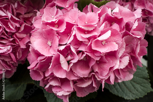 Top view of blooming pink hydrangea flowers. Closeup