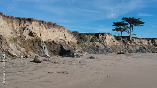 Aerial panning shot of beach with lounging Elephant Seals