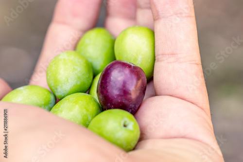Close up view of Farmer hands holding a handful of fresh harvested olives