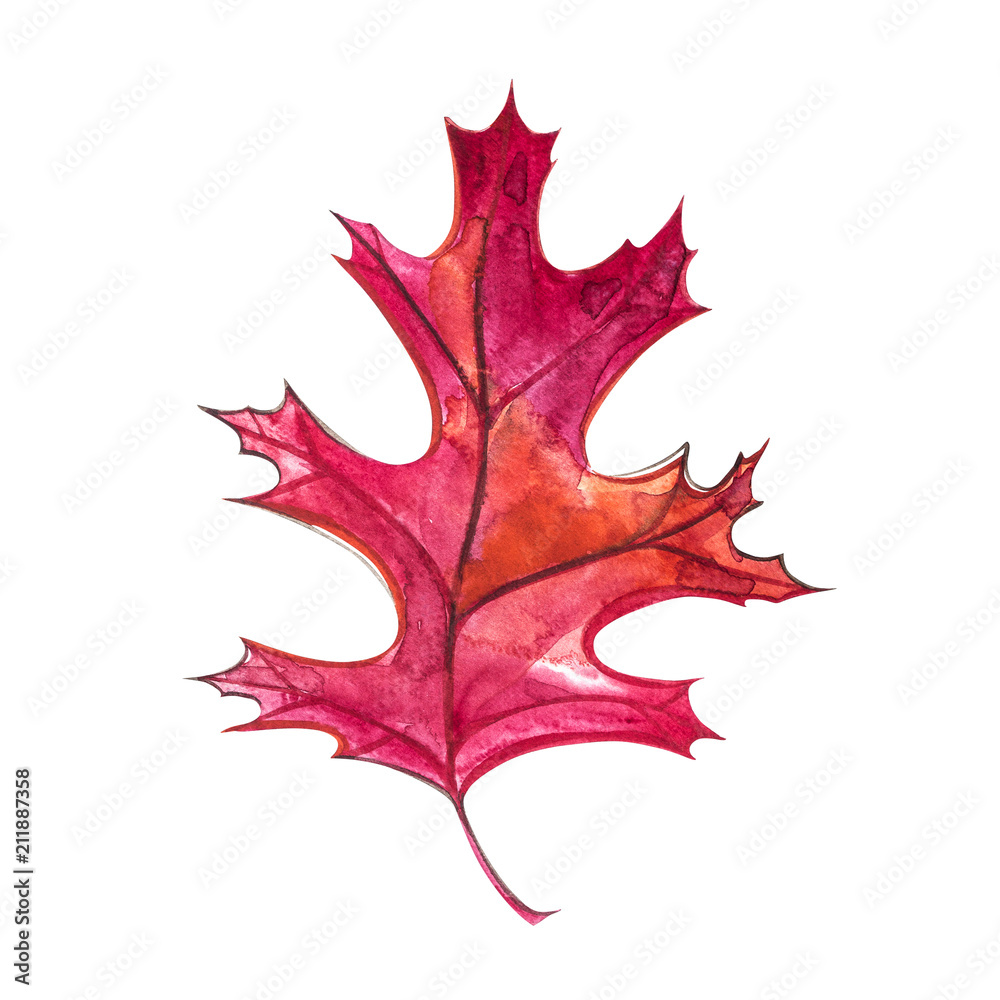 Autumn leaf - Black oak. Autumn maple leaf isolated on a white background. Watercolor illustration. Autumn leaf - Black oak. Autumn maple leaf isolated on a white background. Watercolor illustration.