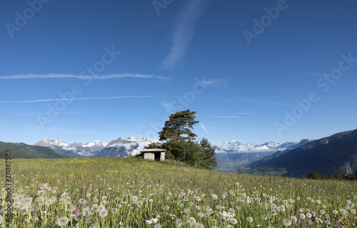 dandelions and other summer flowers in the french haute provence with snow capped mountains of national park des ecrins behind guillestre in the background photo