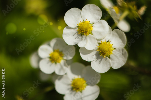 meadow flowers