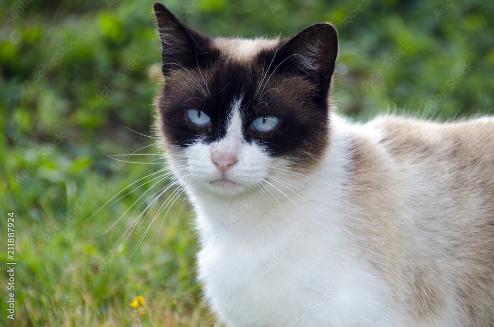 Cat with blue eyes, standing in the grass