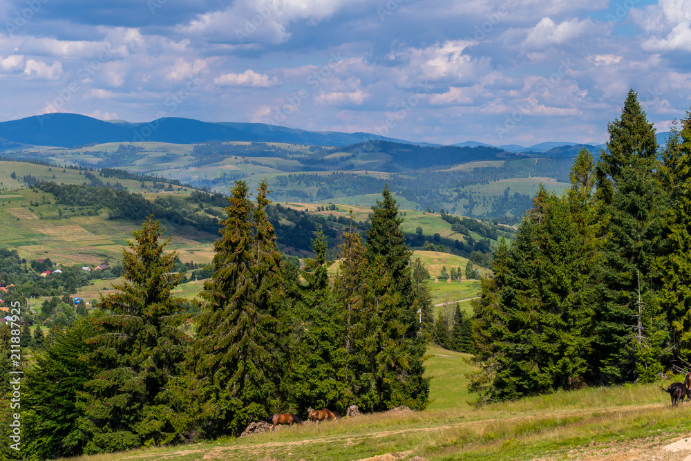 Horses with long manes graze in the shade of coniferous trees against the sky in the clouds