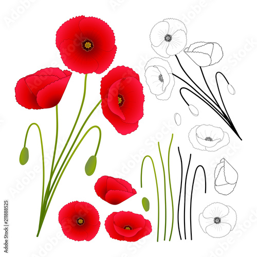 Fototapeta Naklejka Na Ścianę i Meble -  Papaver rhoeas (or common poppy,corn poppy,corn rose,field poppy,Flanders poppy or red poppy)