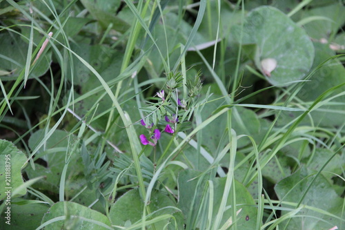 Violette et brindilles