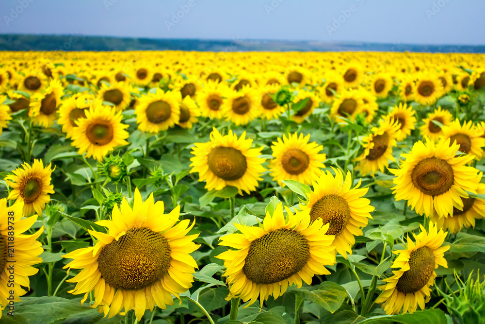 Fototapeta premium sunflowers field and blue sky