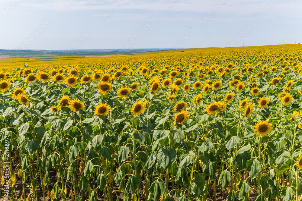 yellow black carpet of sunflowers stretching into the distance as far as the eye can see